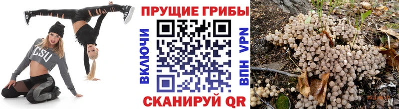 хочу   Воркута  Галлюциногенные грибы GOLDEN TEACHER 